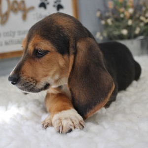 Beagle Puppy Cora