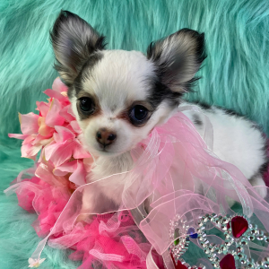 Chihuahua Puppy Pixie Lou