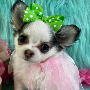Chihuahua Puppy Pixie Lou