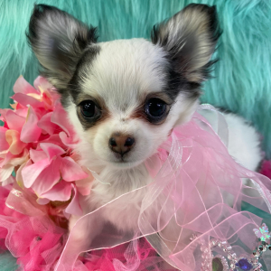 Chihuahua Puppy Pixie Lou