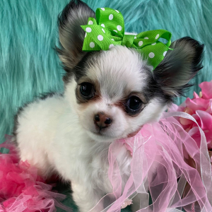 Chihuahua Puppy Pixie Lou