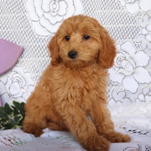 Cavapoo Puppy Blaze