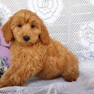 Cavapoo Puppy Blaze