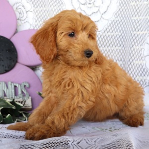 Cavapoo Puppy Blaze