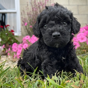 Goldendoodle Puppy Gloria
