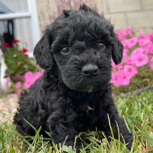 Goldendoodle Puppy Gloria