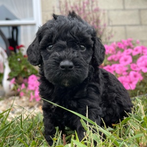 Goldendoodle Puppy Gloria