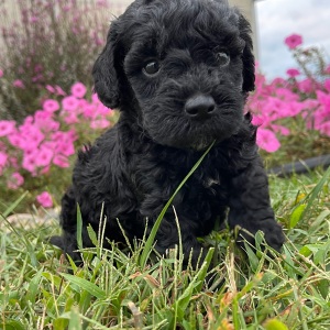 Goldendoodle Puppy Gloria