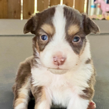Australian Shepherd Puppy Hot Dog