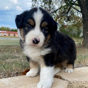 Australian Shepherd Puppy Hot Dog