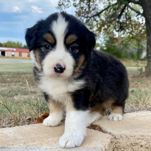 Australian Shepherd Puppy Hot Dog