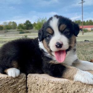 Australian Shepherd Puppy Hot Dog
