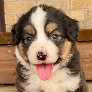 Australian Shepherd Puppy Hot Dog