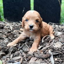Cavapoo Puppy Christian