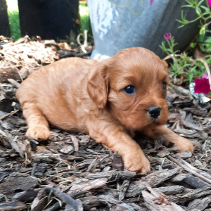 Cavapoo Puppy Miley