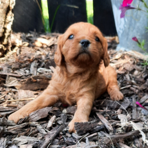 Cavapoo Puppy Miley