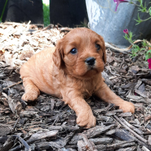 Cavapoo Puppy Miley