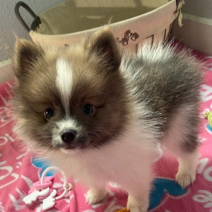 Pomeranian Puppy Lavender