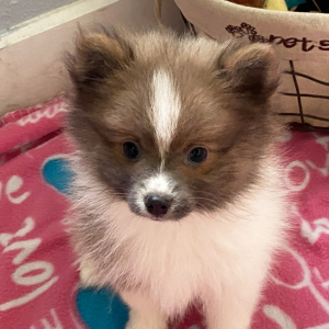 Pomeranian Puppy Lavender