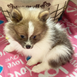 Pomeranian Puppy Lavender