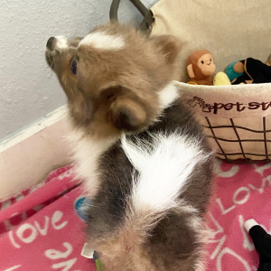 Pomeranian Puppy Lavender