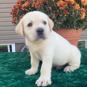 Labrador Retriever Puppy Samson