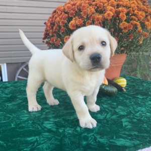 Labrador Retriever Puppy Samson