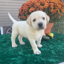 Labrador Retriever Puppy Samson