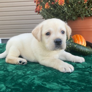 Labrador Retriever Puppy Samson