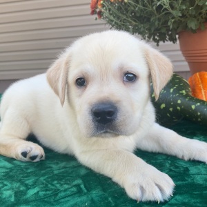 Labrador Retriever Puppy Samson