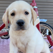 Labrador Retriever Puppy Samson