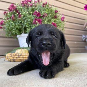 Labrador Retriever Puppy Tait