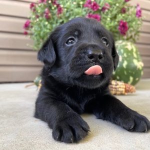 Labrador Retriever Puppy Tait
