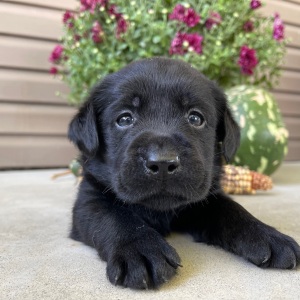 Labrador Retriever Puppy Tait