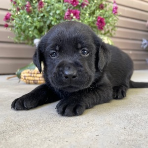 Labrador Retriever Puppy Tait