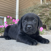 Labrador Retriever Puppy Tait