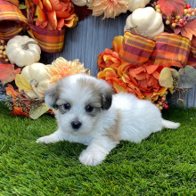 Coton de Tulear Puppy Bolt