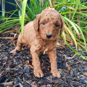 Poodle Puppy Tanner