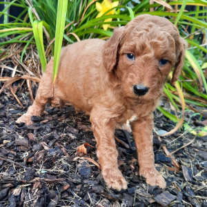 Poodle Puppy Tanner