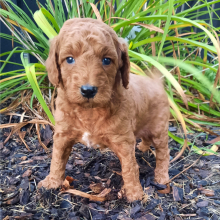 Poodle Puppy Tanner