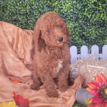 Poodle Puppy Tanner