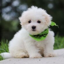 Maltese Puppy Bellamy
