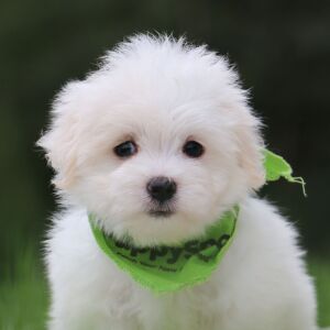 Maltese Puppy Bellamy