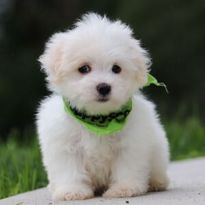 Maltese Puppy Bellamy