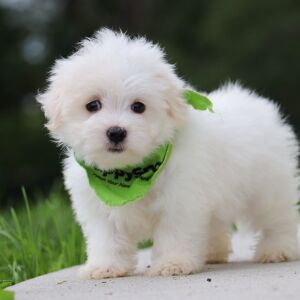 Maltese Puppy Bellamy