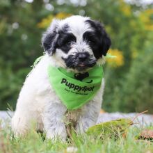 Portuguese Water Dog Puppy Cole