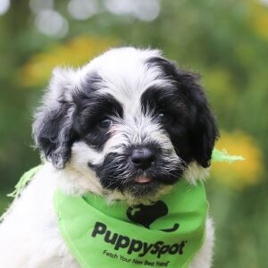 Portuguese Water Dog Puppy Cole