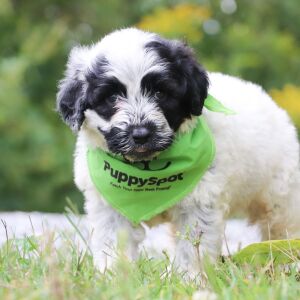 Portuguese Water Dog Puppy Cole