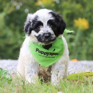 Portuguese Water Dog Puppy Cole
