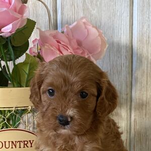 Cavapoo Puppy Olive